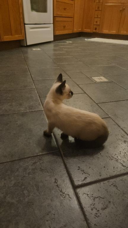 Siamese Kittens photo 11
