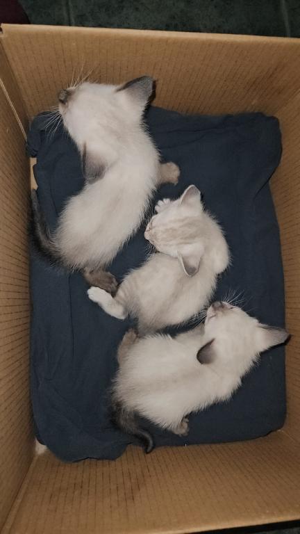 Siamese Kittens photo 3