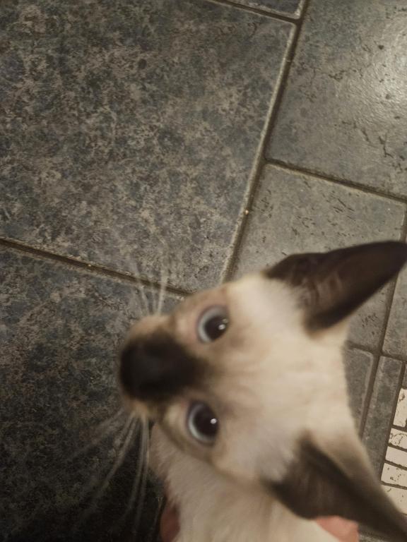 Siamese Kittens photo 1