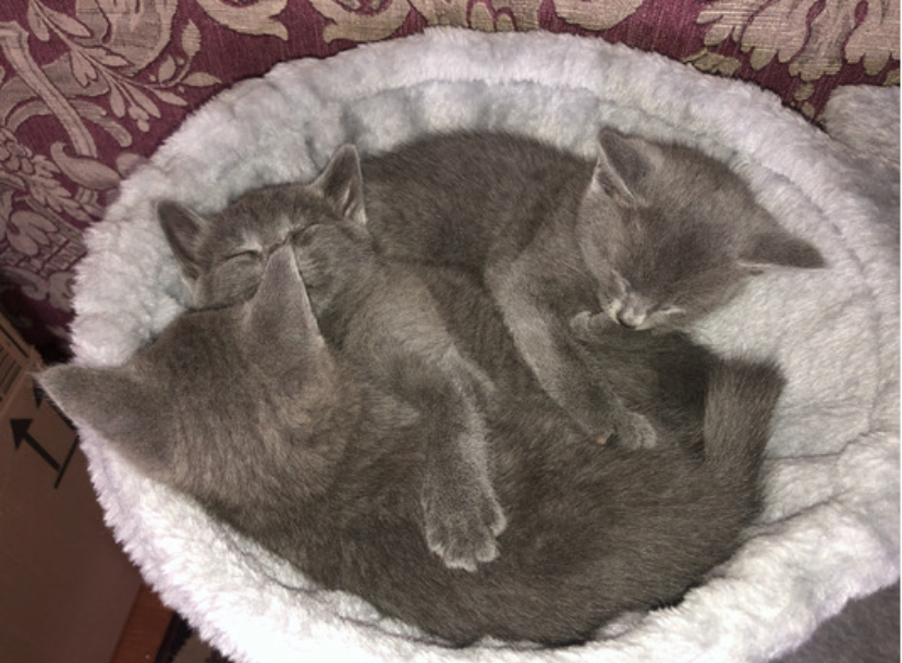 Russian Blue Kittens