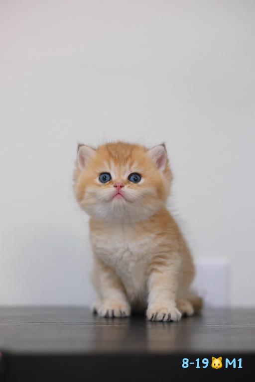 Milo photo 6