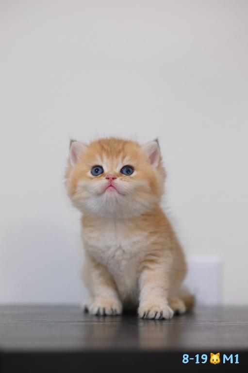 Milo photo 5