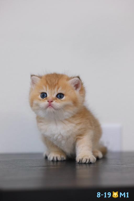 Milo photo 8