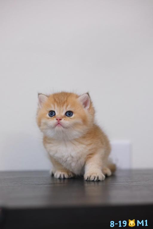 Milo photo 7