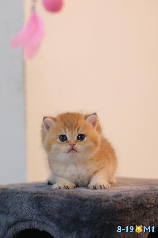 Milo photo 1
