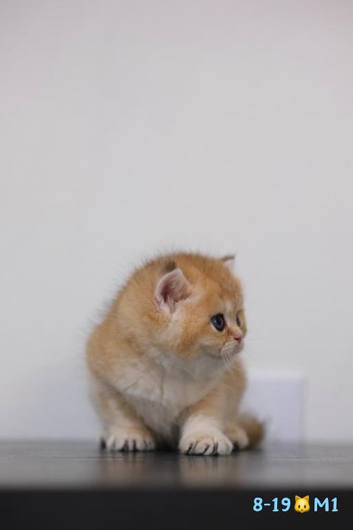 Milo photo 3