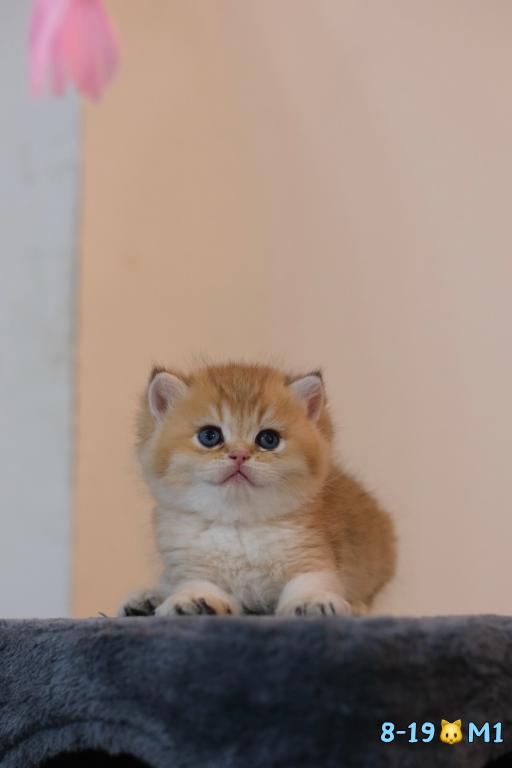 Milo photo 2