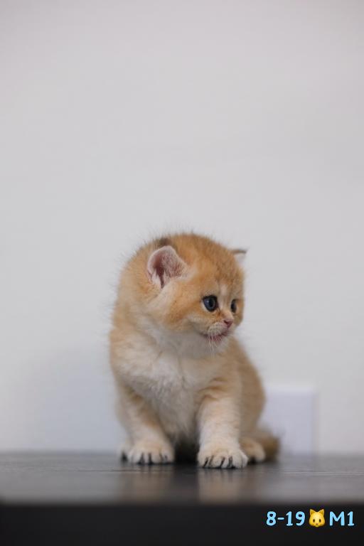 Milo photo 4