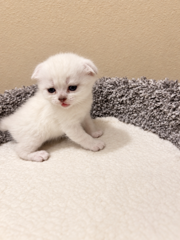 Scottish Fold X American Bobtail photo 3