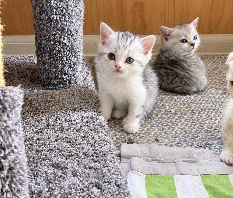 Scottish Fold X American Bobtail photo 2