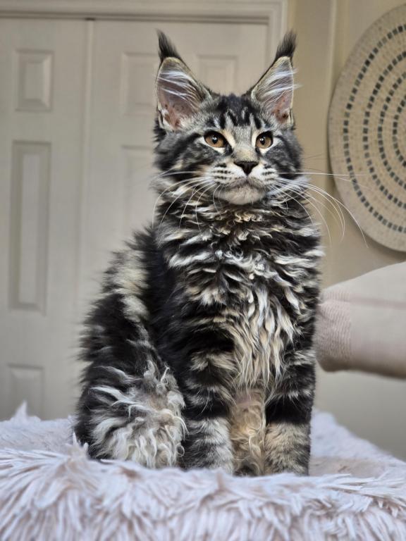 Maine Coon Beutiful Color Female photo 1
