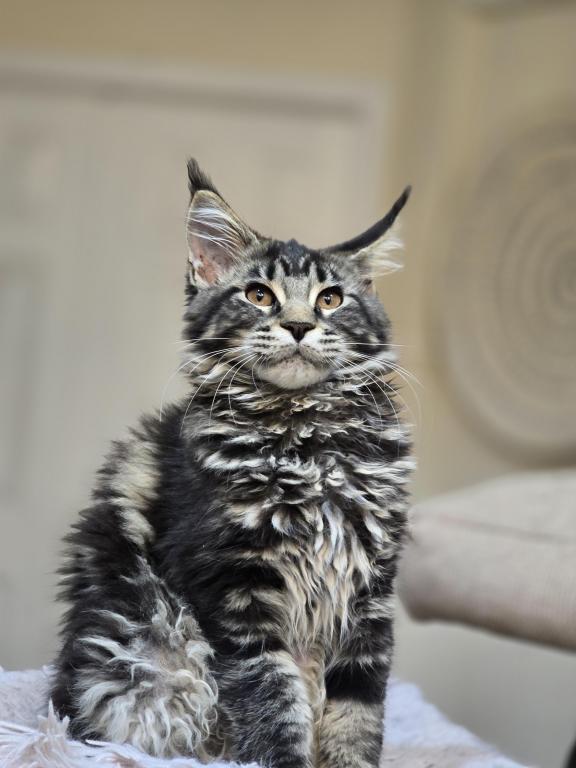Maine Coon Beutiful Color Female photo 2