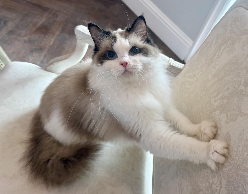 Ragdoll Seal Point Young Adult Female photo 3