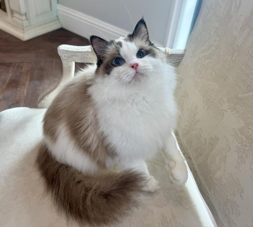 Ragdoll Seal Point Young Adult Female photo 1