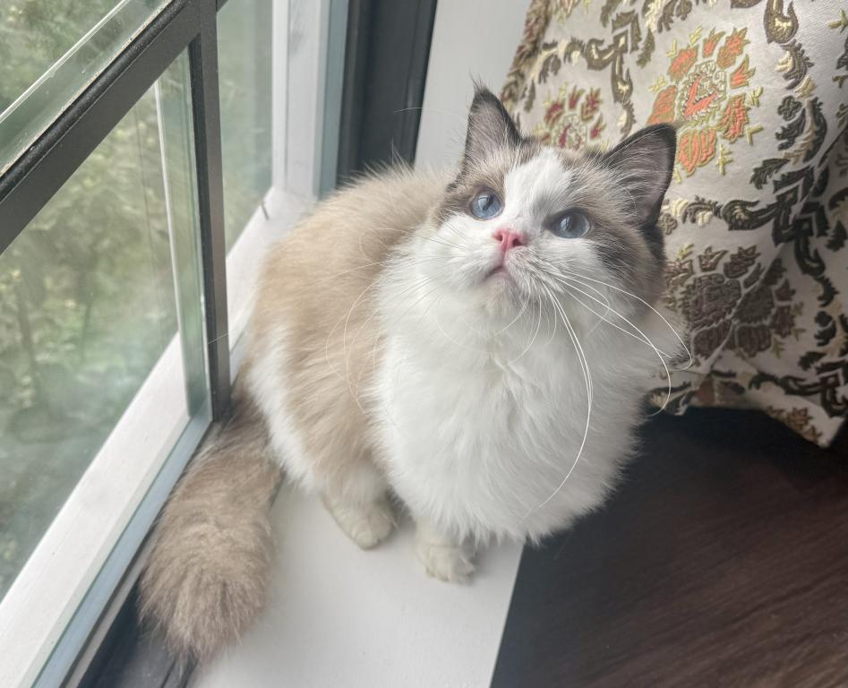 Ragdoll Seal Point Young Adult Female photo 2