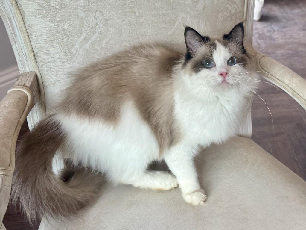 Ragdoll Seal Point Young Adult Female photo 4