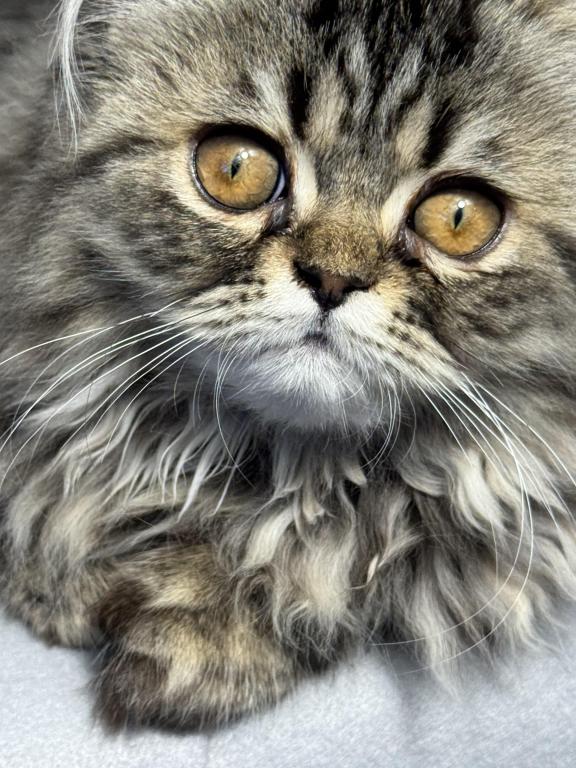 Luna Blue Silver Smoke Tabby Cream Female FR07 CFA photo 3