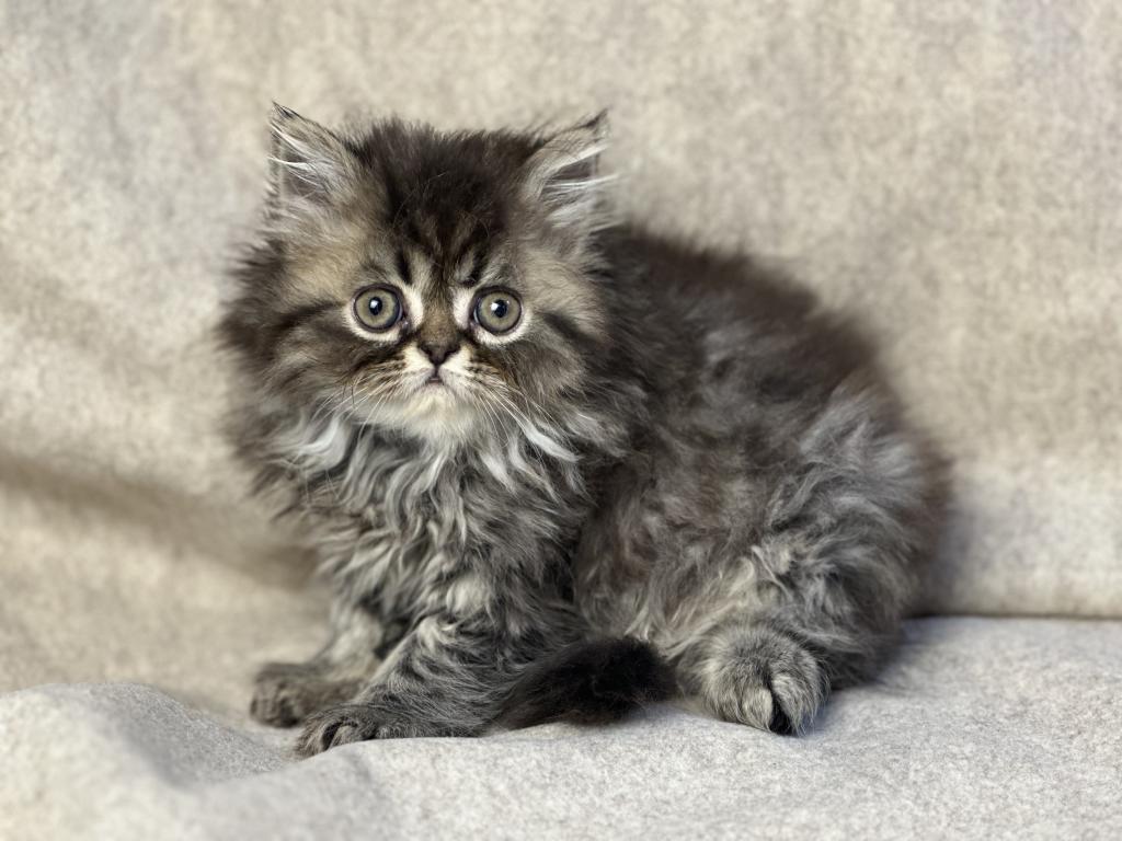 Luna Blue Silver Smoke Tabby Cream Female FR07 CFA photo 13