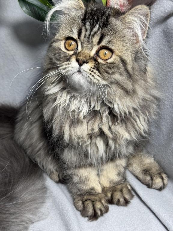 Luna Blue Silver Smoke Tabby Cream Female FR07 CFA photo 5