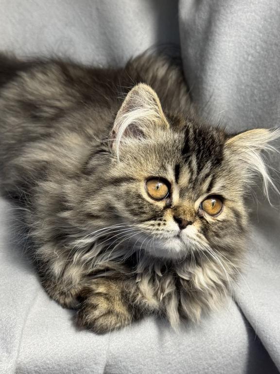 Luna Blue Silver Smoke Tabby Cream Female FR07 CFA photo 4