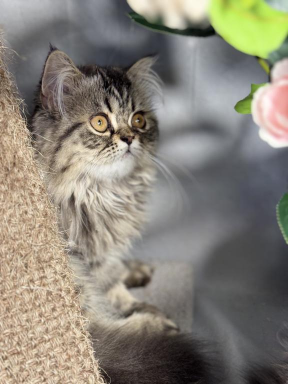 Luna Blue Silver Smoke Tabby Cream Female FR07 CFA photo 9
