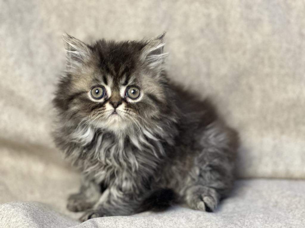 Luna Blue Silver Smoke Tabby Cream Female FR07 CFA photo 10