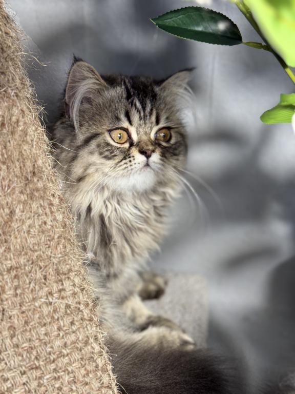 Luna Blue Silver Smoke Tabby Cream Female FR07 CFA photo 8