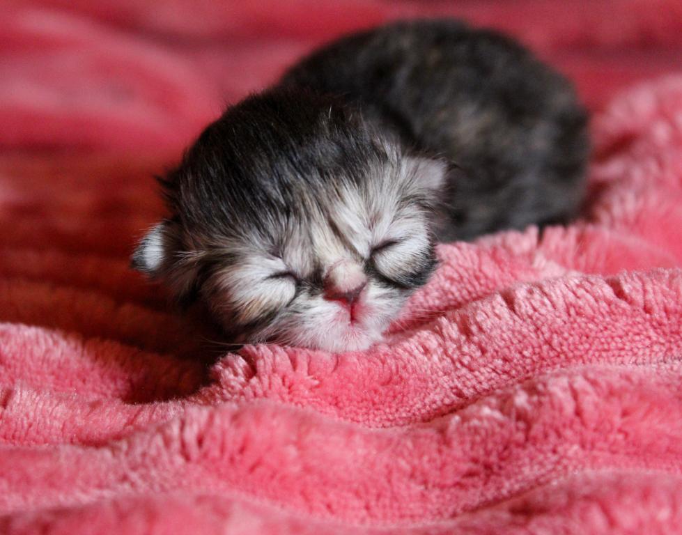 Luna Blue Silver Smoke Tabby Cream Female FR07 CFA photo 16