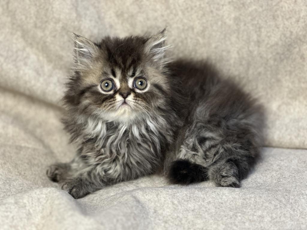 Luna Blue Silver Smoke Tabby Cream Female FR07 CFA photo 11