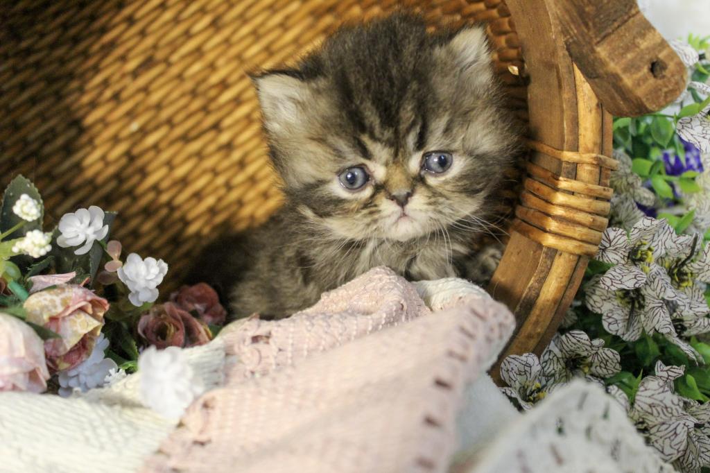 Luna Blue Silver Smoke Tabby Cream Female FR07 CFA photo 15