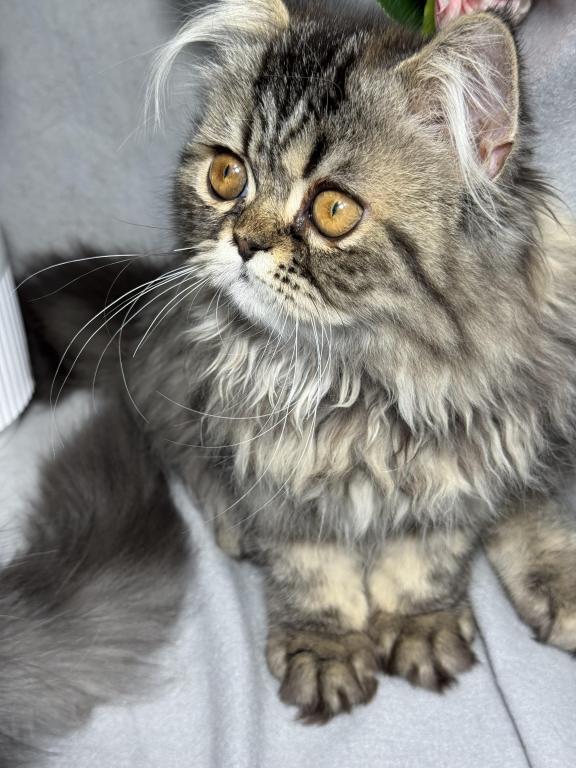 Luna Blue Silver Smoke Tabby Cream Female FR07 CFA photo 6