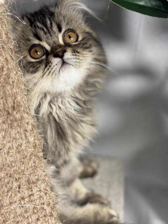 Luna Blue Silver Smoke Tabby Cream Female FR07 CFA photo 7