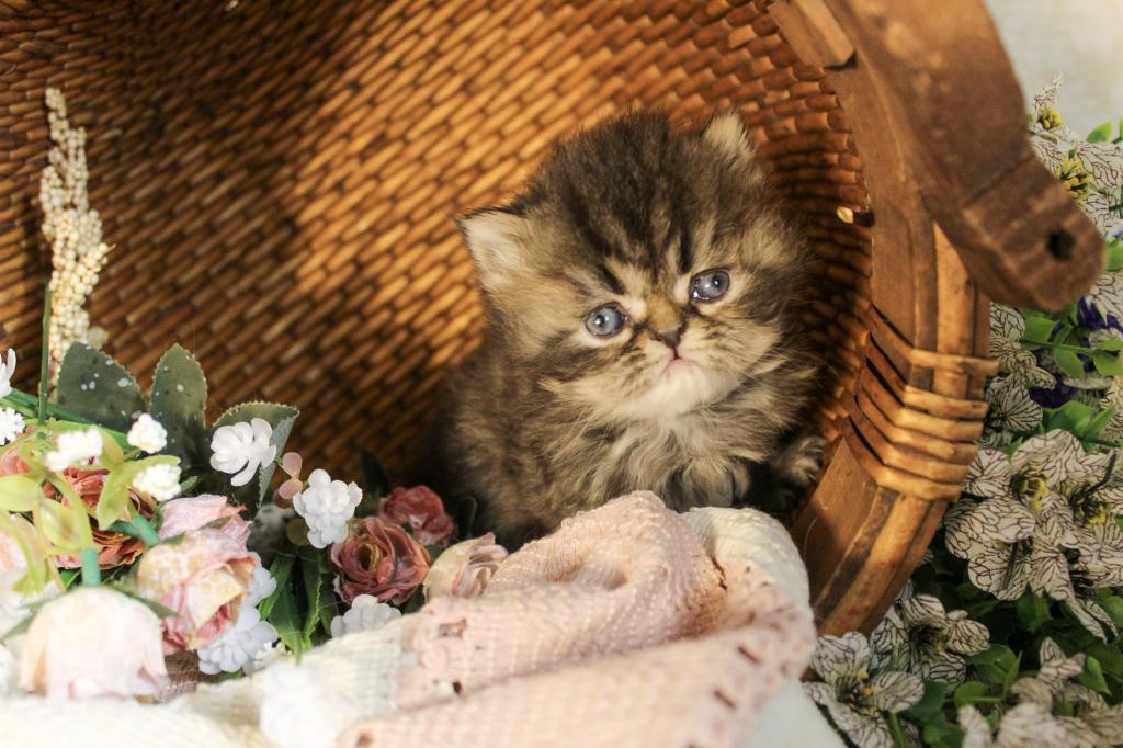 Luna Blue Silver Smoke Tabby Cream Female FR07 CFA photo 14