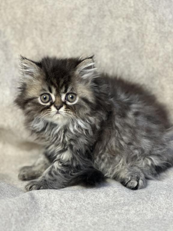 Luna Blue Silver Smoke Tabby Cream Female FR07 CFA photo 12