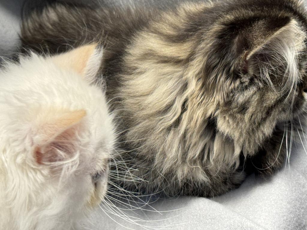Luna Blue Silver Smoke Tabby Cream Female FR07 CFA photo 2