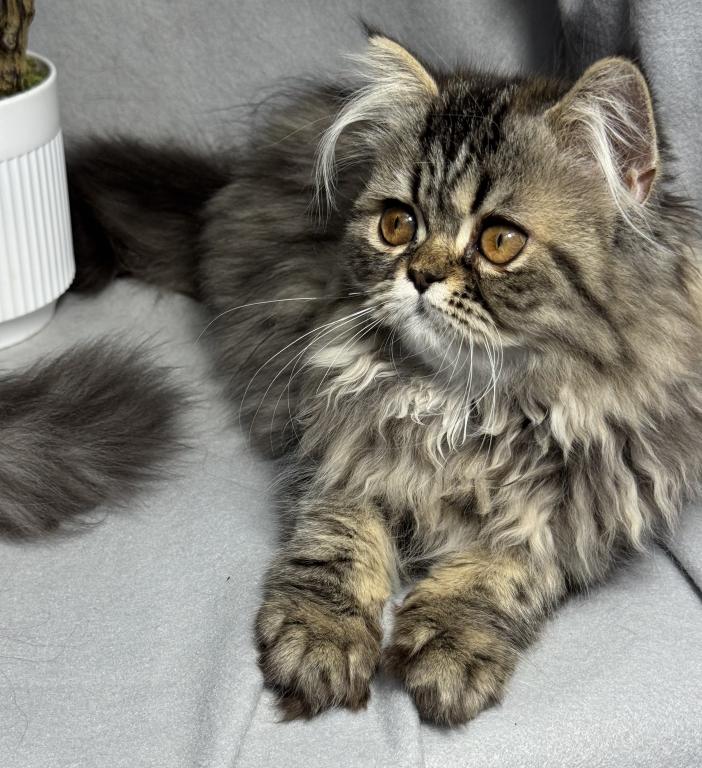 Luna Blue Silver Smoke Tabby Cream Female FR07 CFA photo 1