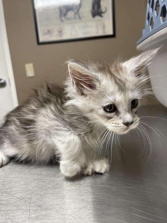 High Silver Polydactyl photo 1