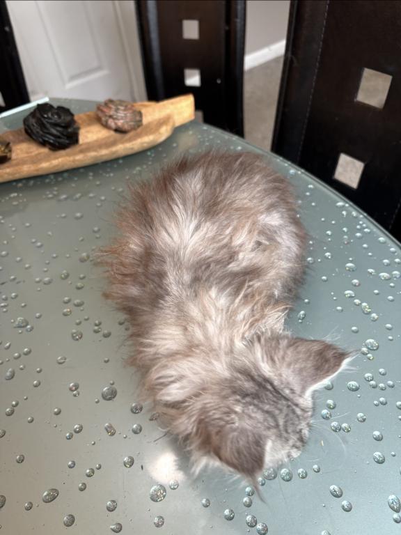 High Silver Polydactyl photo 2