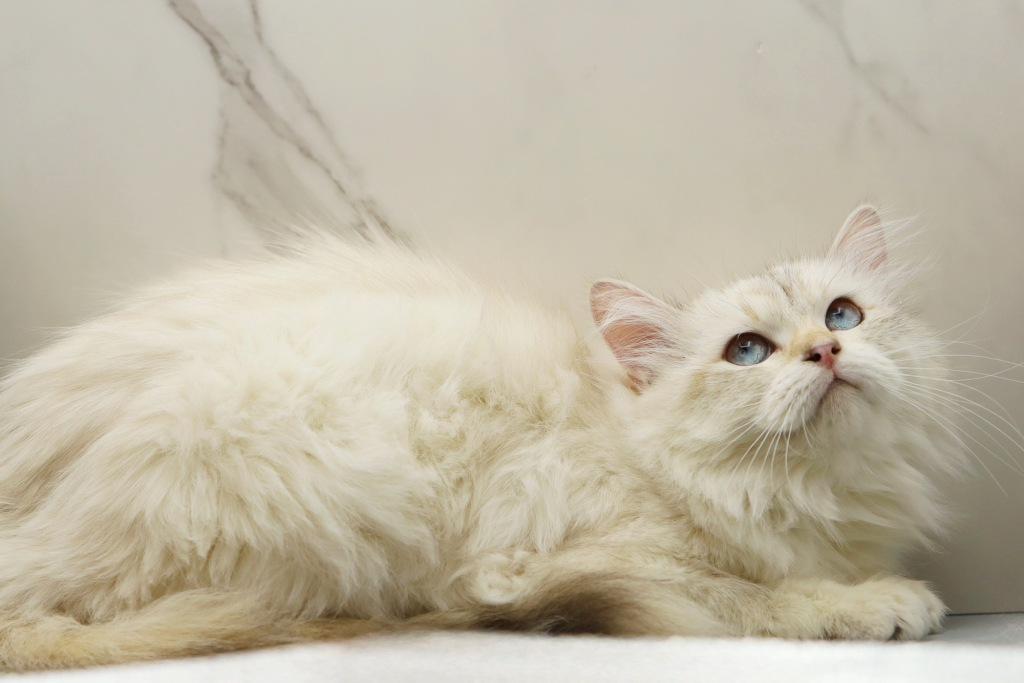 Yaga Of RomanovCats photo 7