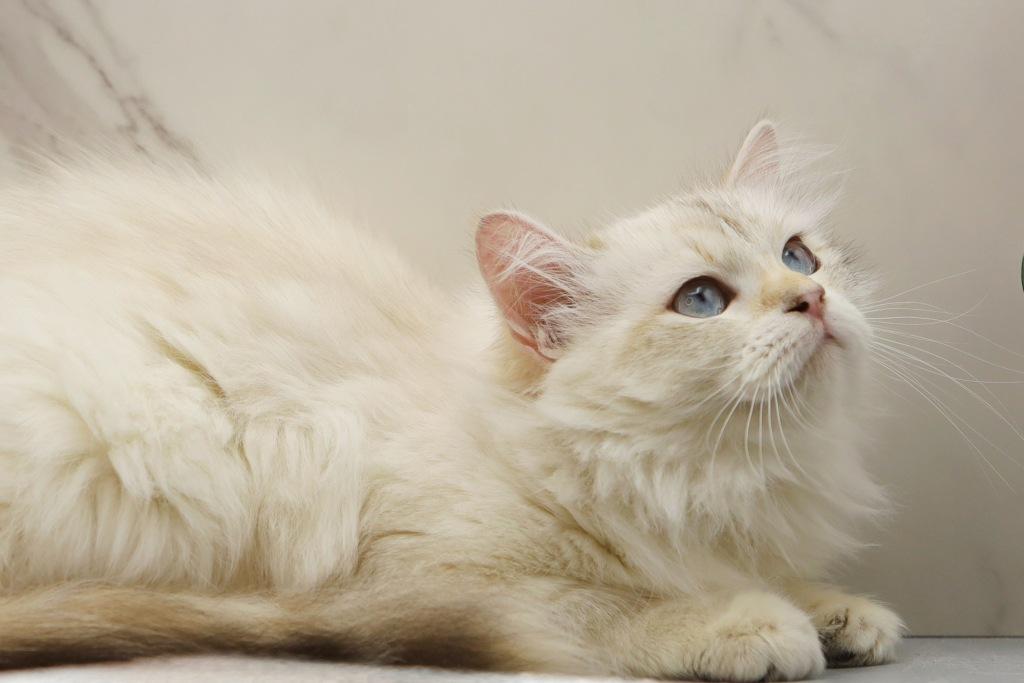 Yaga Of RomanovCats photo 4