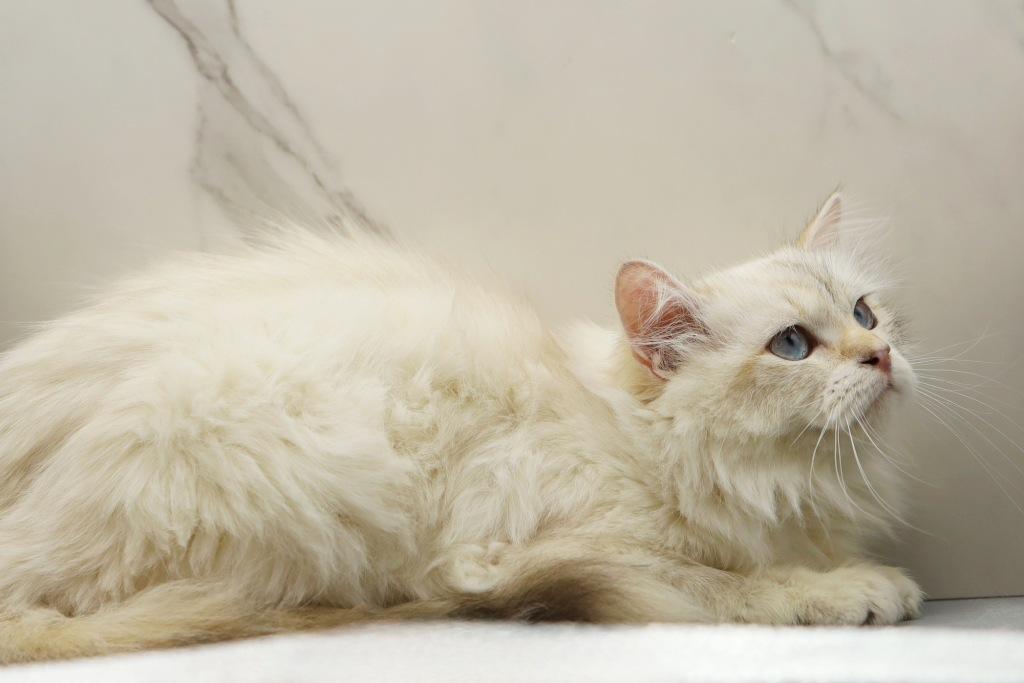 Yaga Of RomanovCats photo 6