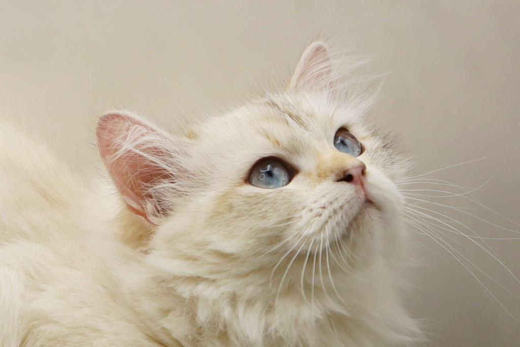 Yaga Of RomanovCats photo 1