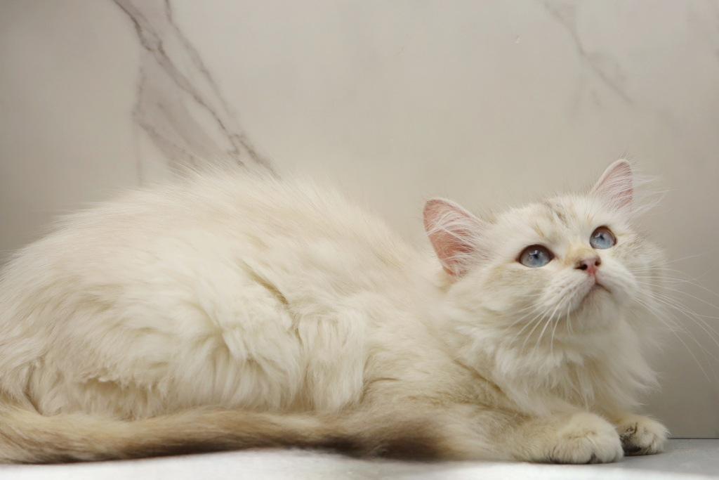 Yaga Of RomanovCats photo 3