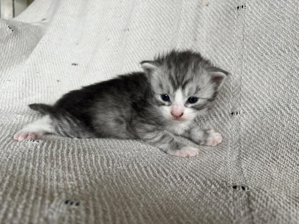 Cinder photo 1