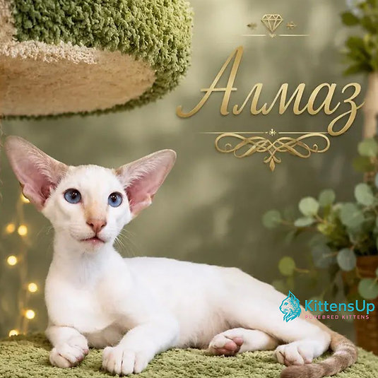 Almaz photo 2