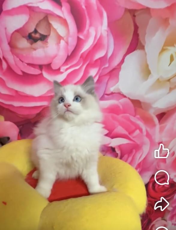 Couture Ragdolls Nursery photo 1