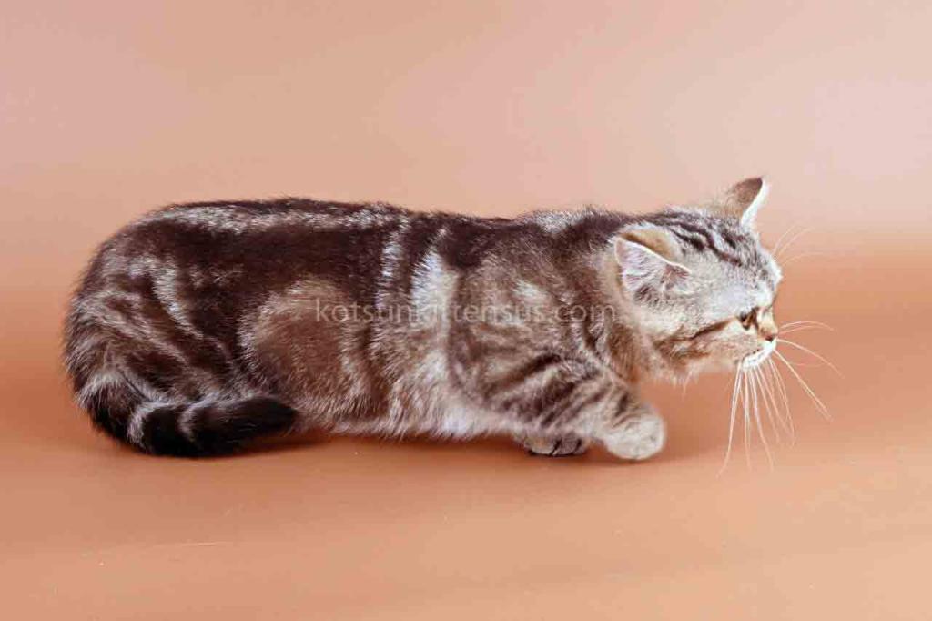 Dana Minuet Classic Tabby Short Legs Munchkin photo 3