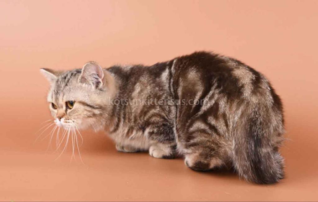Dana Minuet Classic Tabby Short Legs Munchkin photo 4