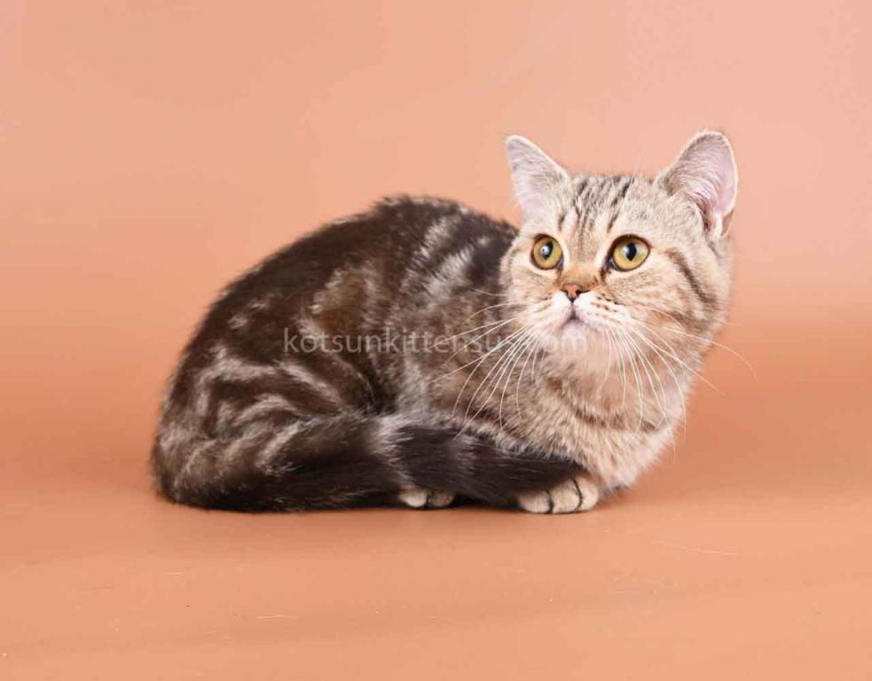 Dana Minuet Classic Tabby Short Legs Munchkin photo 2