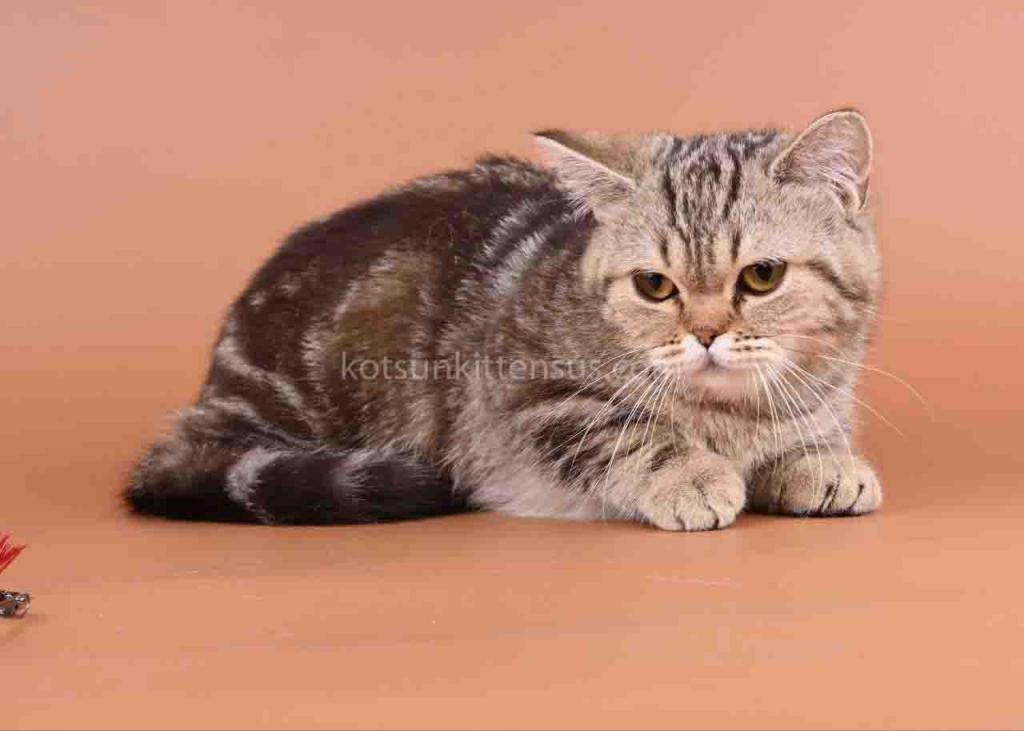 Dana Minuet Classic Tabby Short Legs Munchkin photo 1